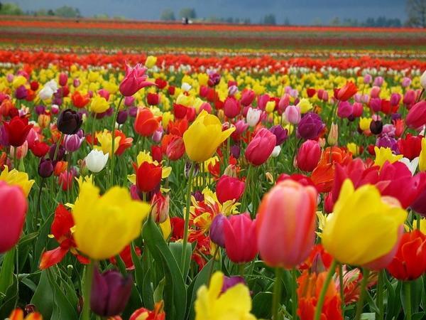 🌷 Весна начинается с талантов: новые занятия для детей и взрослых